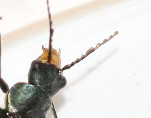 Ceratistes dentifrons